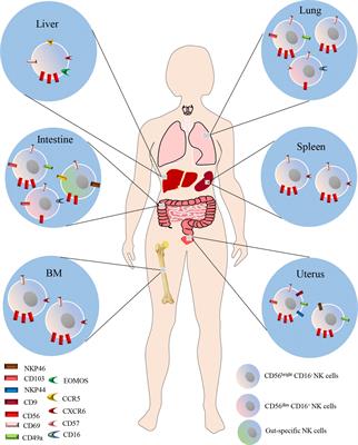 NK Cells in the Pathogenesis of Chronic Obstructive Pulmonary Disease